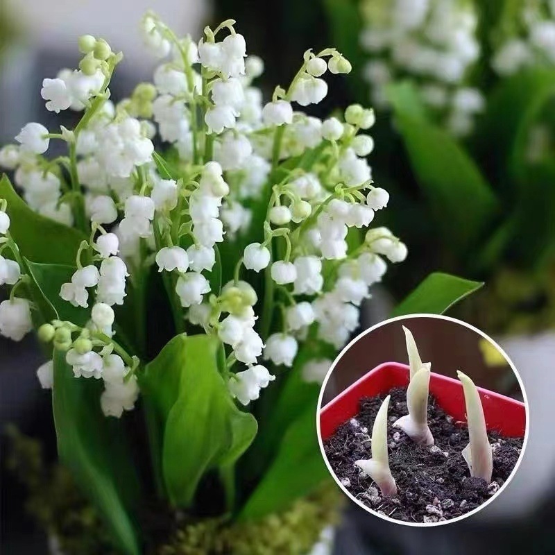 💐LILY OF THE VALLEY—HAPPINESS ARRIVES