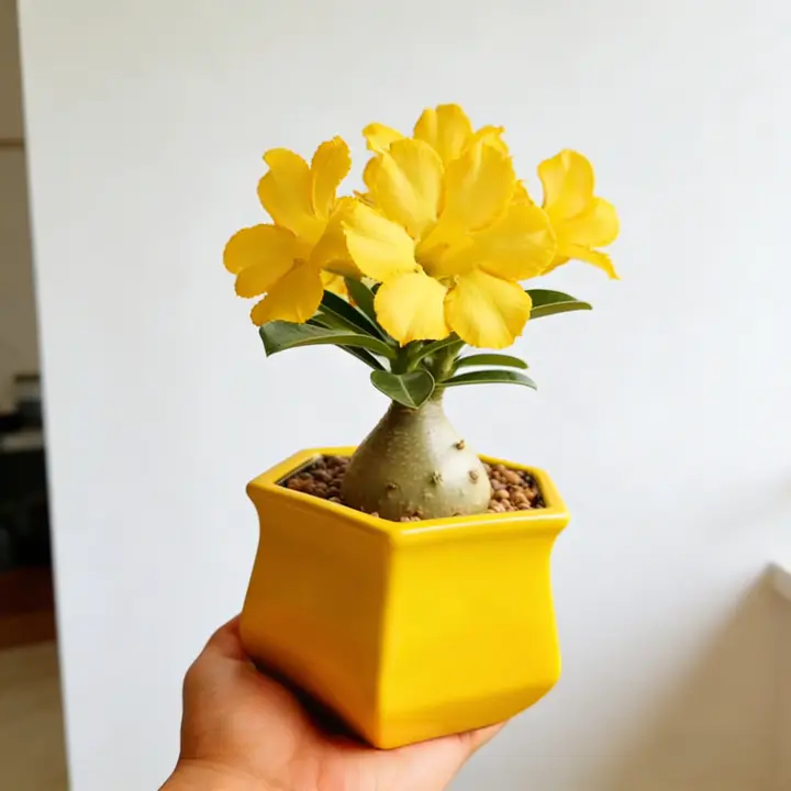 🌵🌺Desert Rose Bulbs