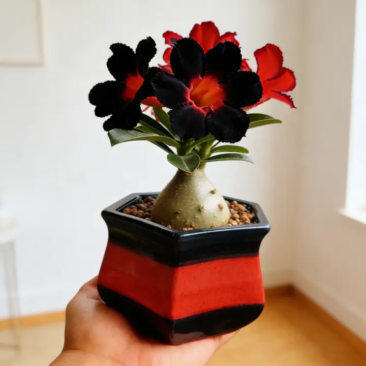 🌵🌺Desert Rose Bulbs