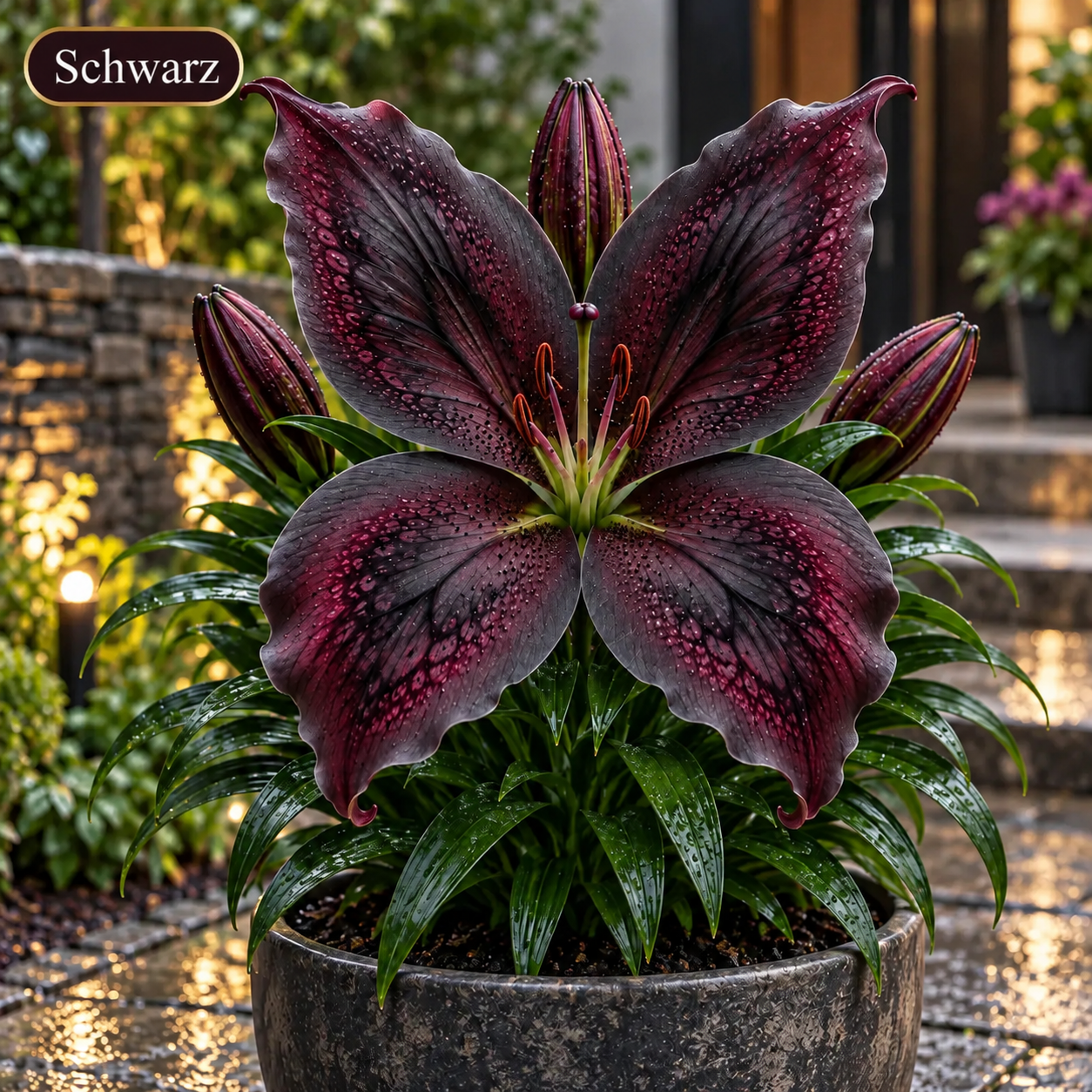 🦋Riesige Schmetterlingslilien-Zwiebeln – Atemberaubende Blüten für jeden Garten✨
