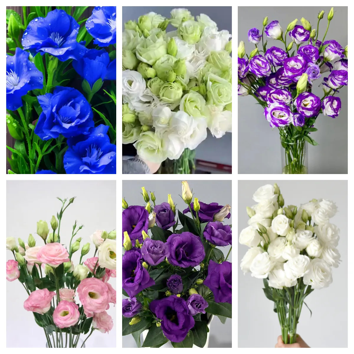 🔥53 % RABATT AUF GEMISCHTE LISIANTHUS 💥BESTSELLER IM JAHR 2024