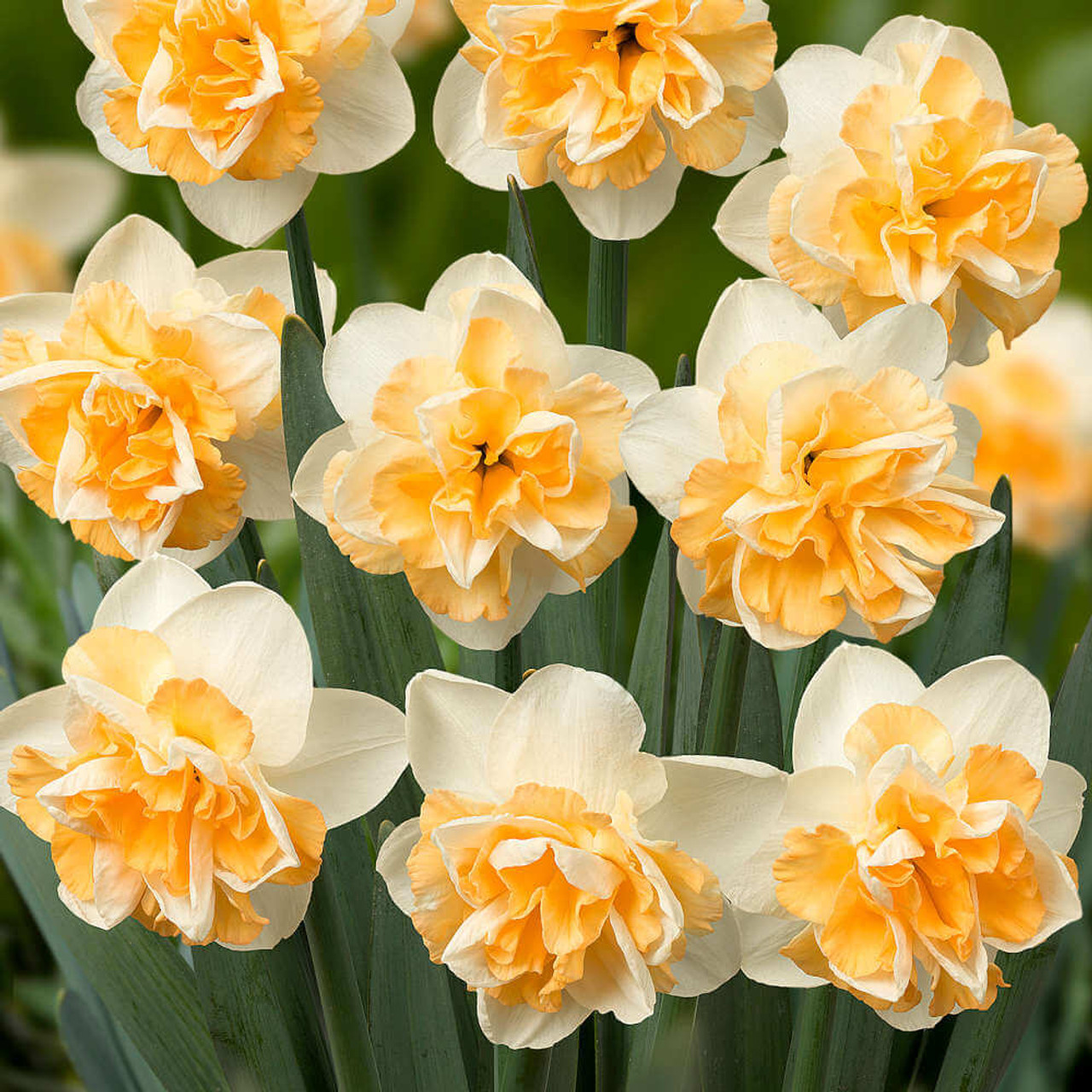 Perennial Daffodil Bulbs