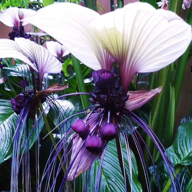 Rare Exotic White Bat Flower