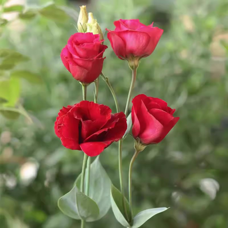 Multi-Color Eustoma Grandiflorum Seeds-chloriseeds