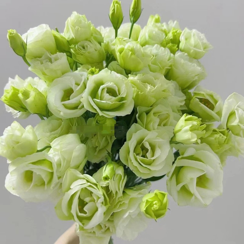 Multi-Color Eustoma Grandiflorum Seeds-chloriseeds