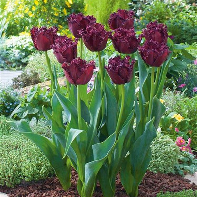 Double Tulips Bulbs-chloriseeds