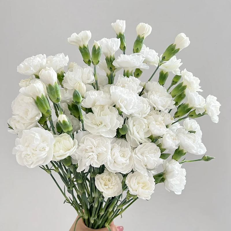 ✨2024 heiß verkauft💐Schöne Nelkensamen🌈Regenbogenserie