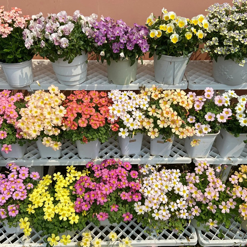 ✨Rabatt zum halben Preis🩷Oxalis-Samen🌈Regenbogenserie