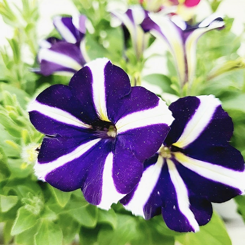 ✨2024 heiß verkauft💐 Bunte Winde🌈Regenbogenserie