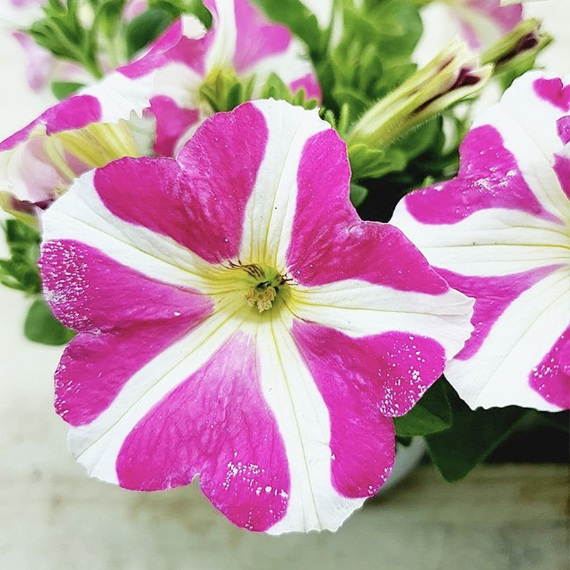 ✨2024 heiß verkauft💐 Bunte Winde🌈Regenbogenserie