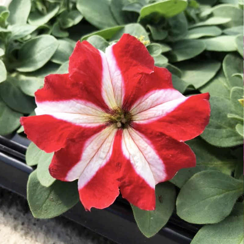 ✨2024 heiß verkauft💐 Bunte Winde🌈Regenbogenserie