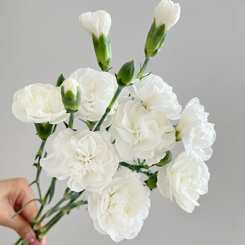 ✨2024 heiß verkauft💐Schöne Nelkensamen🌈Regenbogenserie