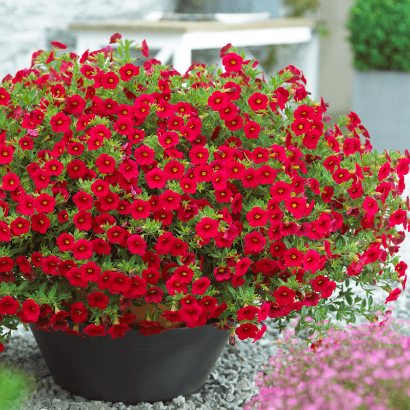 ✨2024 heißer Verkauf💐Morning-Glory-Samen🌈schön und farbenfroh