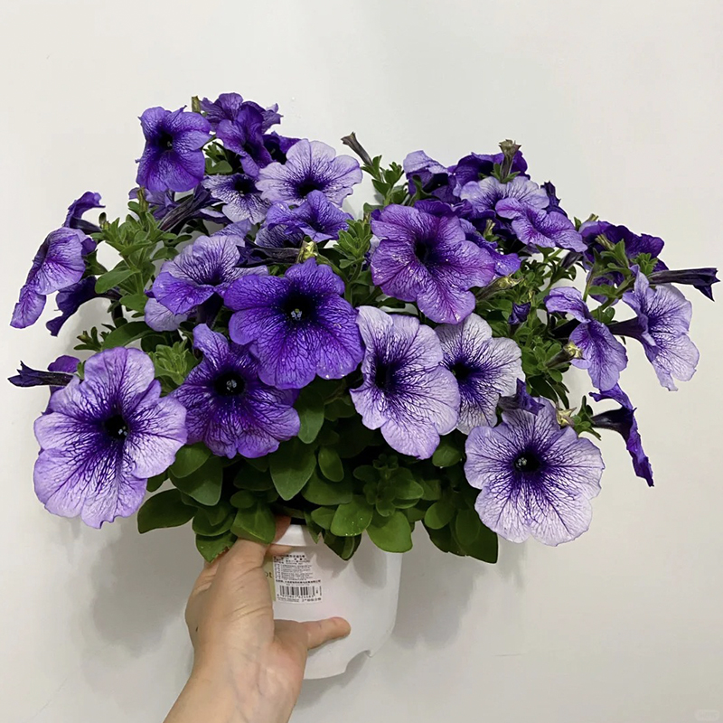 ✨2024 heiß verkauft💐 Bunte Winde🌈Regenbogenserie