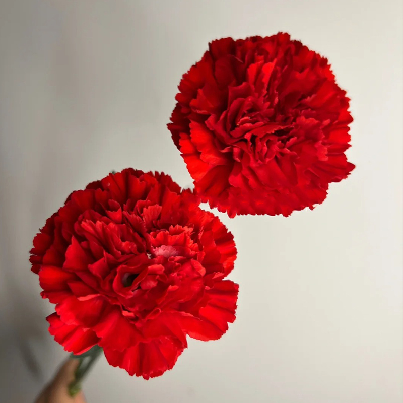 ✨2024 heiß verkauft💐Schöne Nelkensamen🌈Regenbogenserie