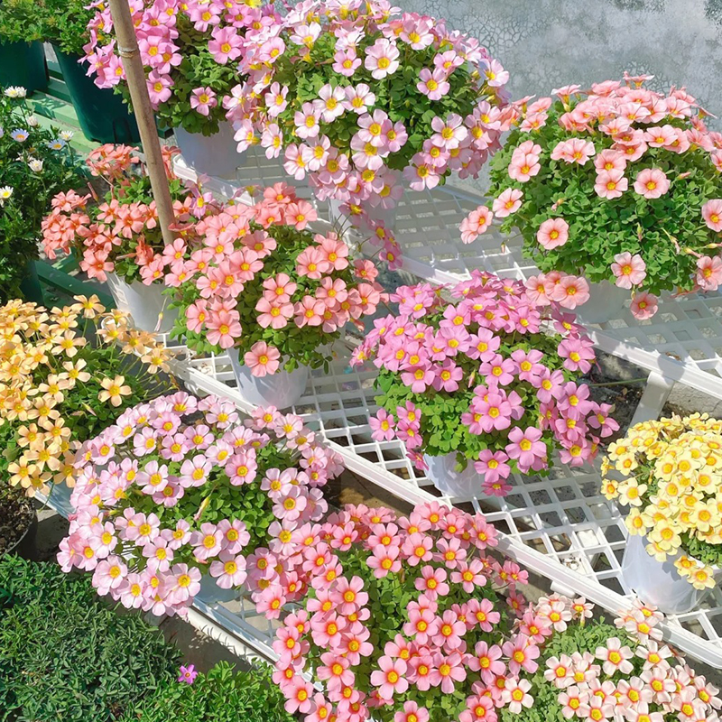 ✨Rabatt zum halben Preis🩷Oxalis-Samen🌈Regenbogenserie