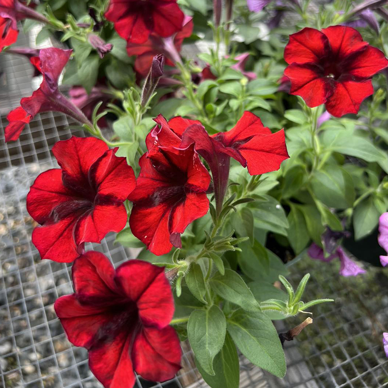 ✨2024 heiß verkauft💐 Bunte Winde🌈Regenbogenserie