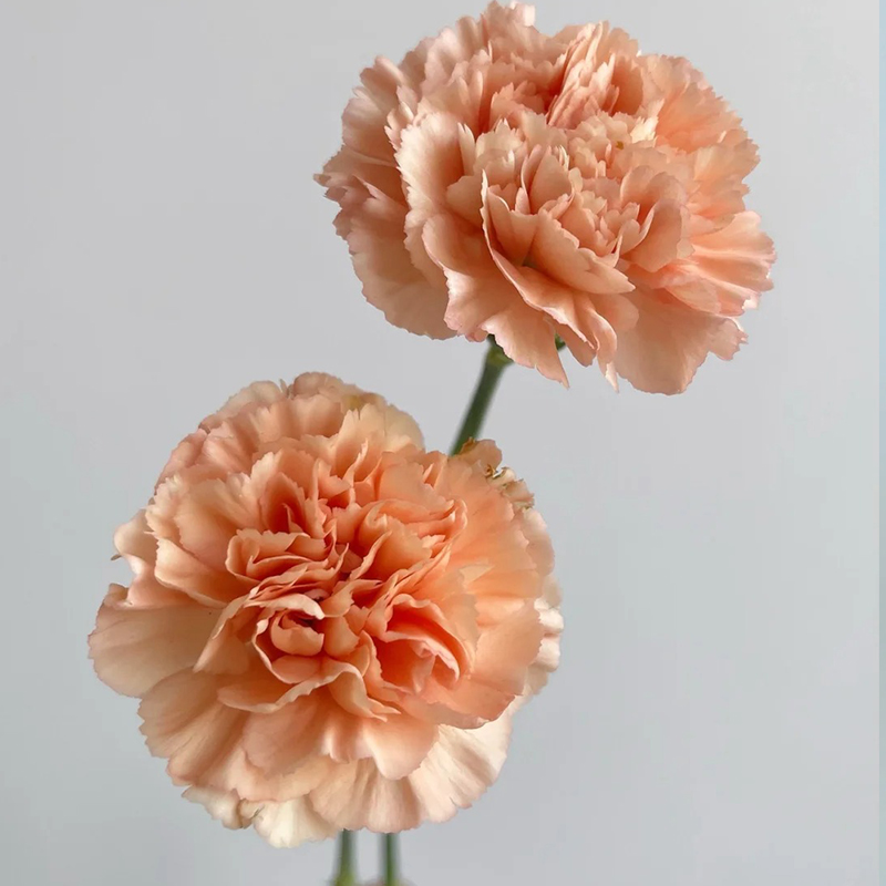 ✨2024 heiß verkauft💐Schöne Nelkensamen🌈Regenbogenserie