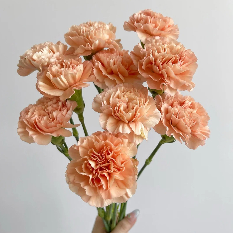 ✨2024 heiß verkauft💐Schöne Nelkensamen🌈Regenbogenserie