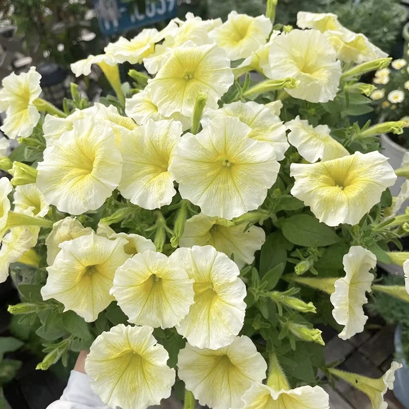 ✨2024 heißer Verkauf💐Morning-Glory-Samen🌈schön und farbenfroh