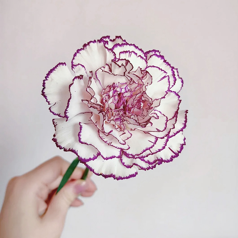 ✨2024 heiß verkauft💐Schöne Nelkensamen🌈Regenbogenserie