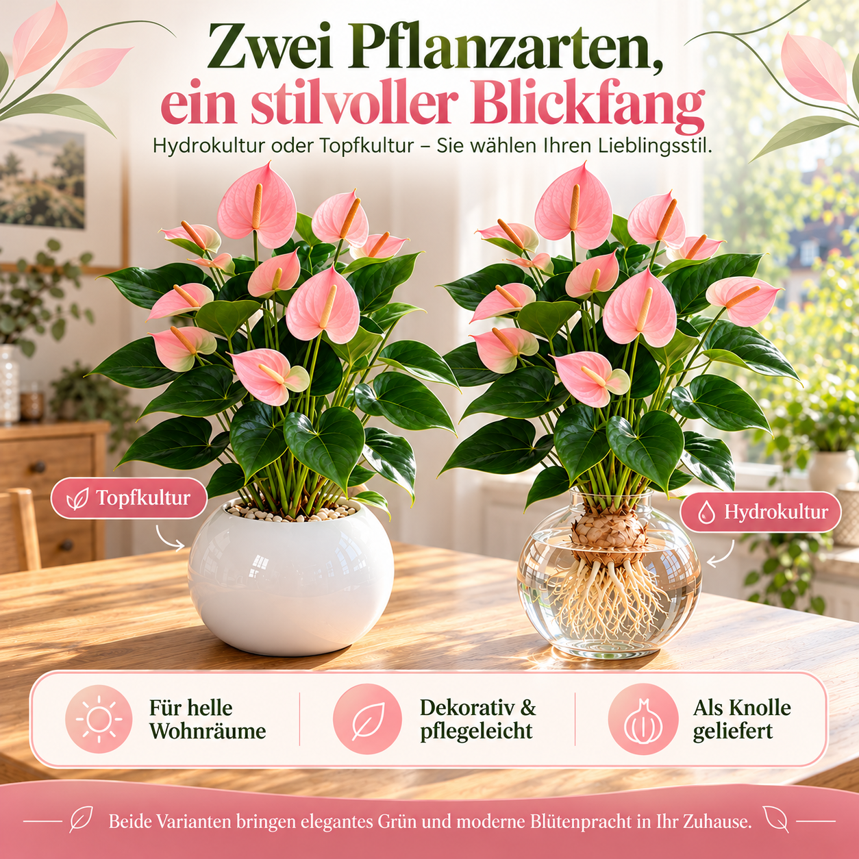 🌺 Hydroponische Anthurien-Zwiebeln – Tropische Blütenpracht ganz ohne Erde!