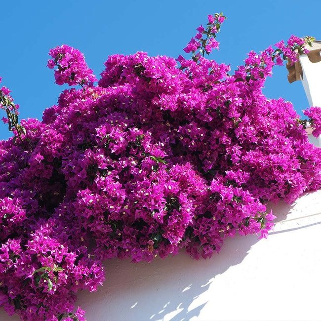 Mixed Colors Bougainvillea Seeds Perennial Ornamental
