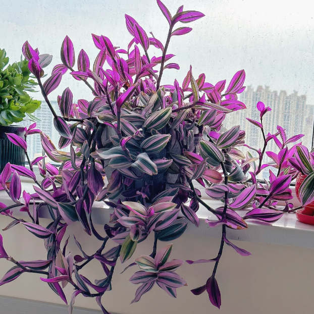 💐Oil Painting Hochzeit Orchidee Samen