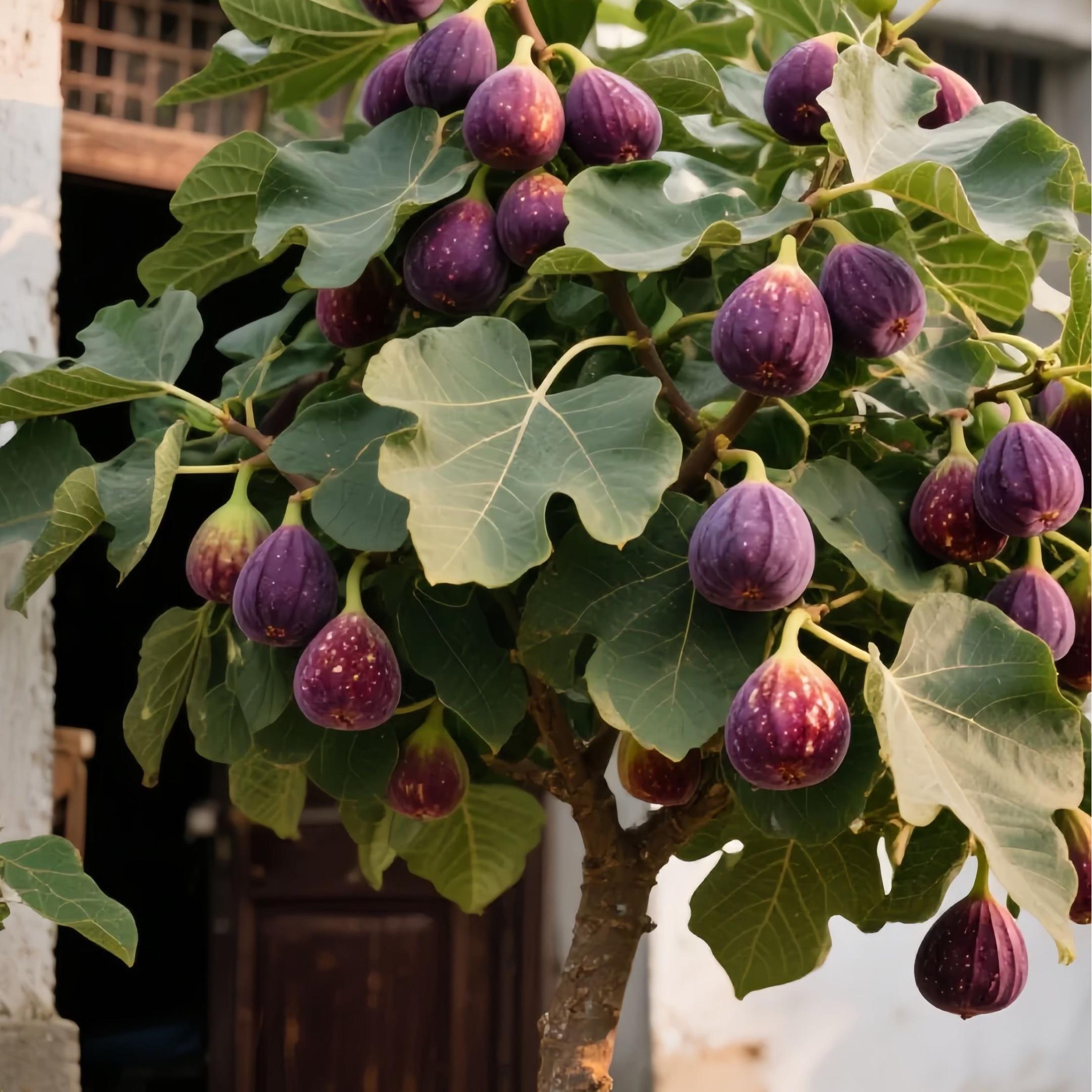 SweetHarvest Feigen-Samen