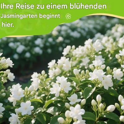 🏆 Über 50.000 verkauft! 🌿❄️ FrostCharm Jasmin-Samen – Winterpflanzung, mehrjährige Blüten und duftende Garten-Eleganz 🌸