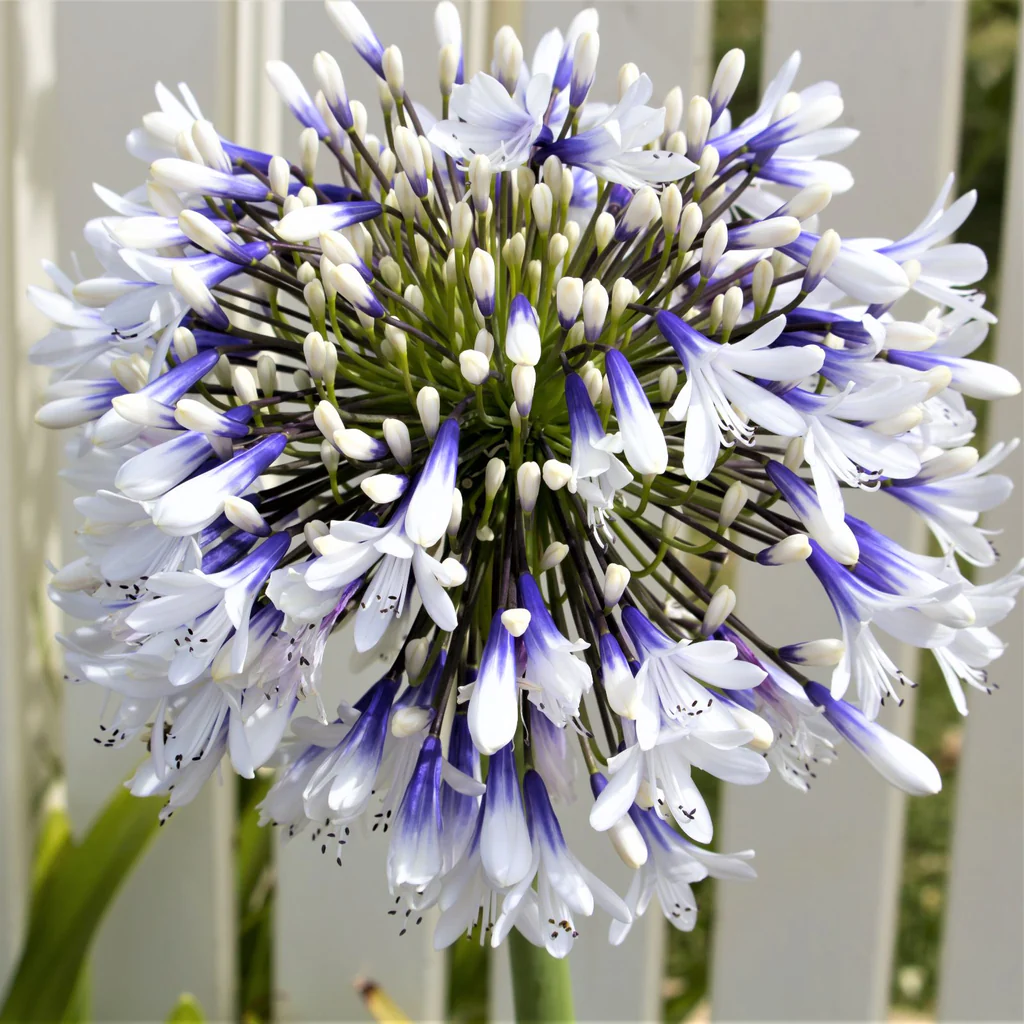 Agapanthus 'Twister' Afrikanische Lilie