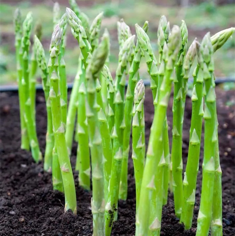 ASPARAGUS MARY WASHINGTON VEGETABLE SEEDS-FOUR SEASONS