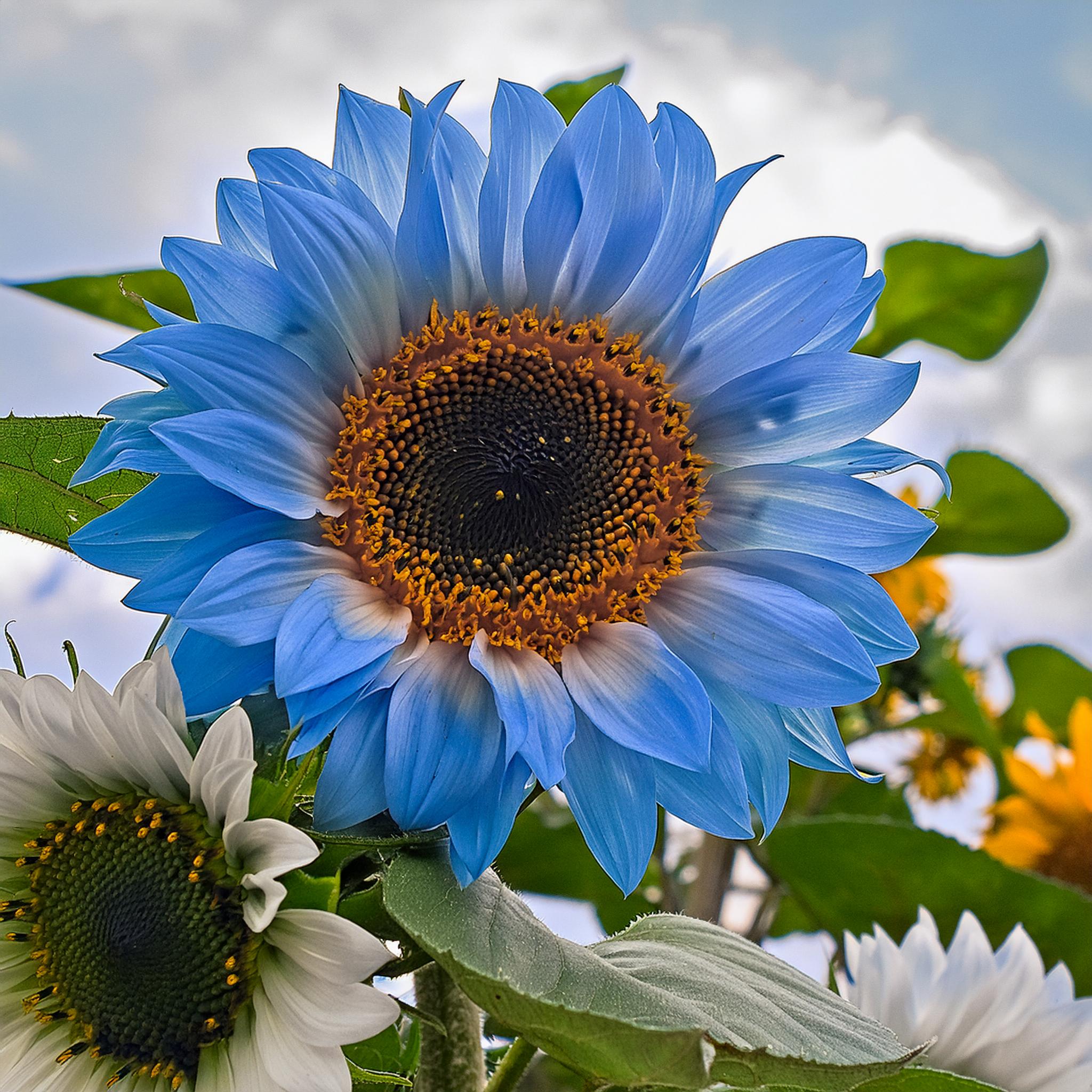 Seltene zweifarbige blaue Sonnenblumenkerne