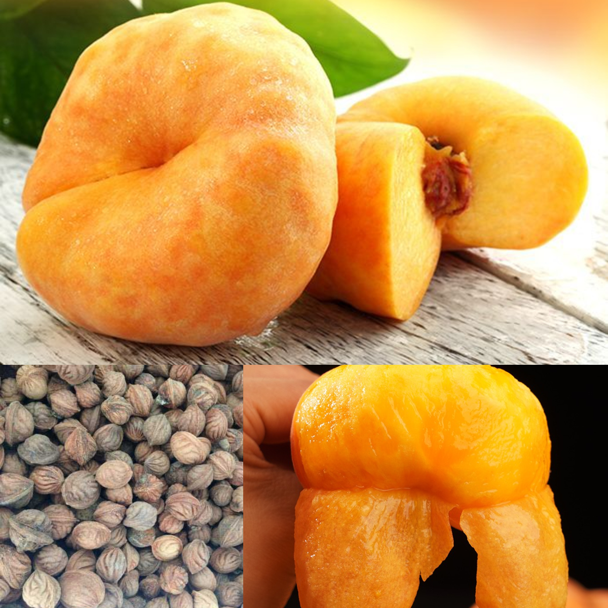 🌟Golden Legend – Goldene Pfirsichsamen