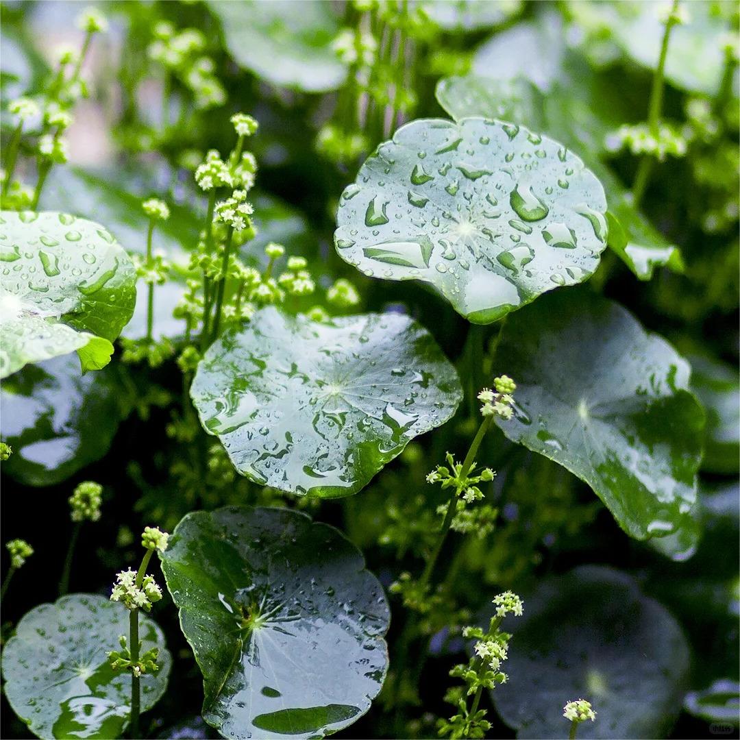 🌿Kupfermünzgras – im Reichtum wälzen