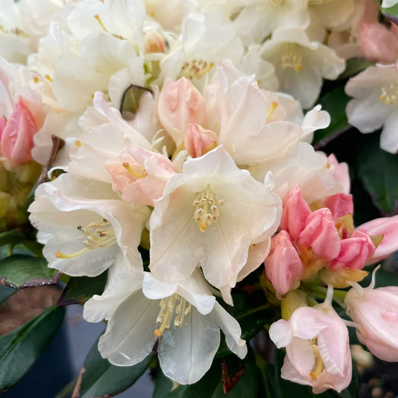 Alpenrhododendron