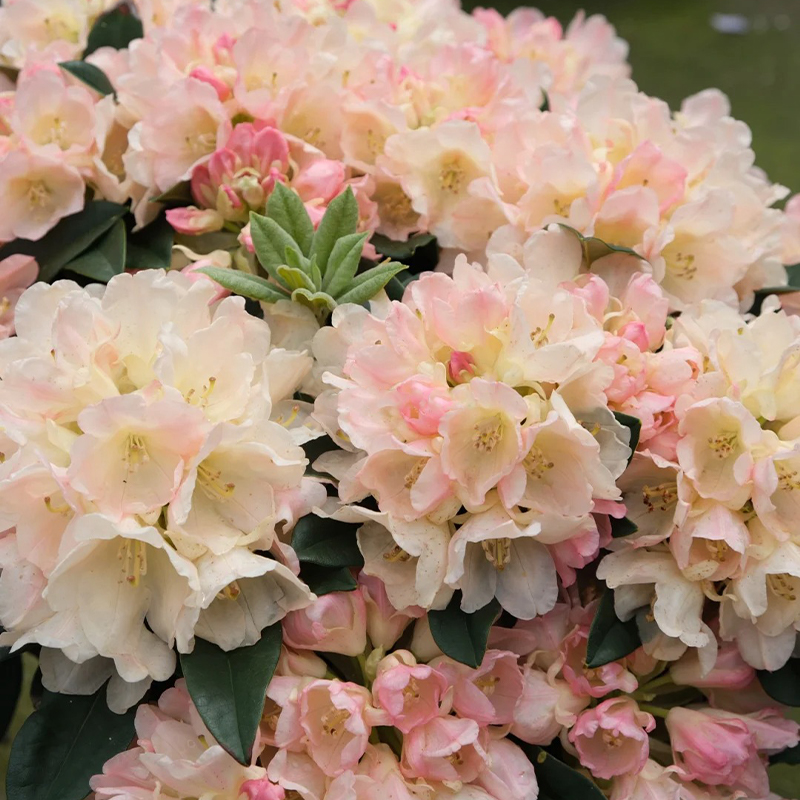 Alpenrhododendron