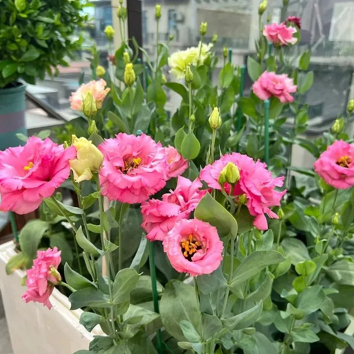 🌺LISIANTHUS – AUFRICHTIGE LIEBE