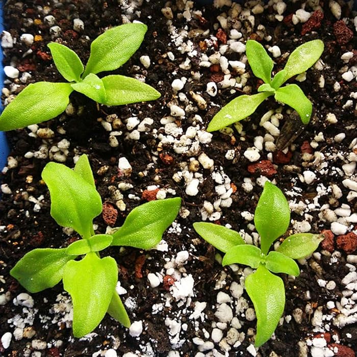 BIO-KRISTALLINE EISPFLANZE❄️ – GENIESSEN SIE DEN NATÜRLICHEN SALZGESCHMAC