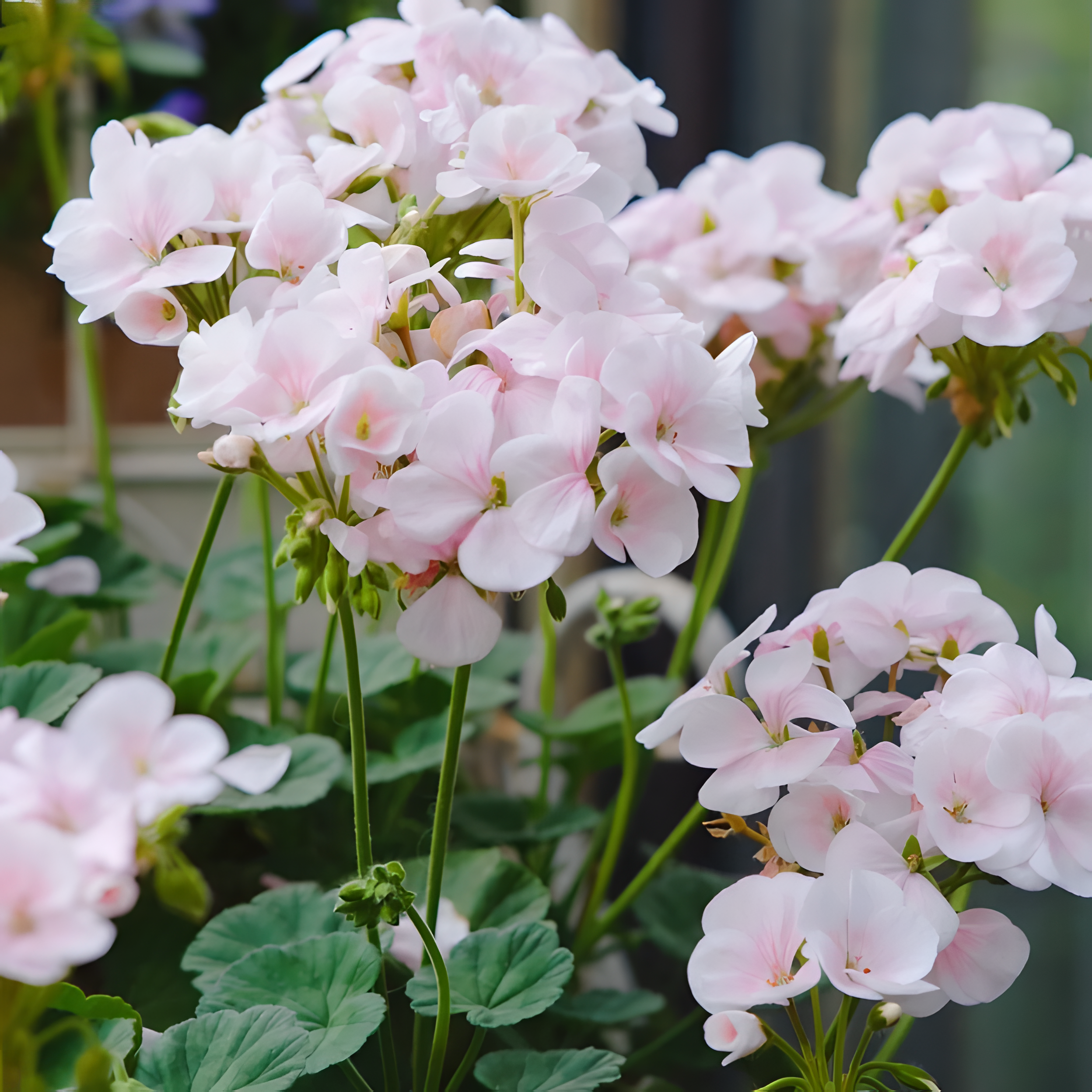 🌸Geranium - Sommerliche Gelassenheit