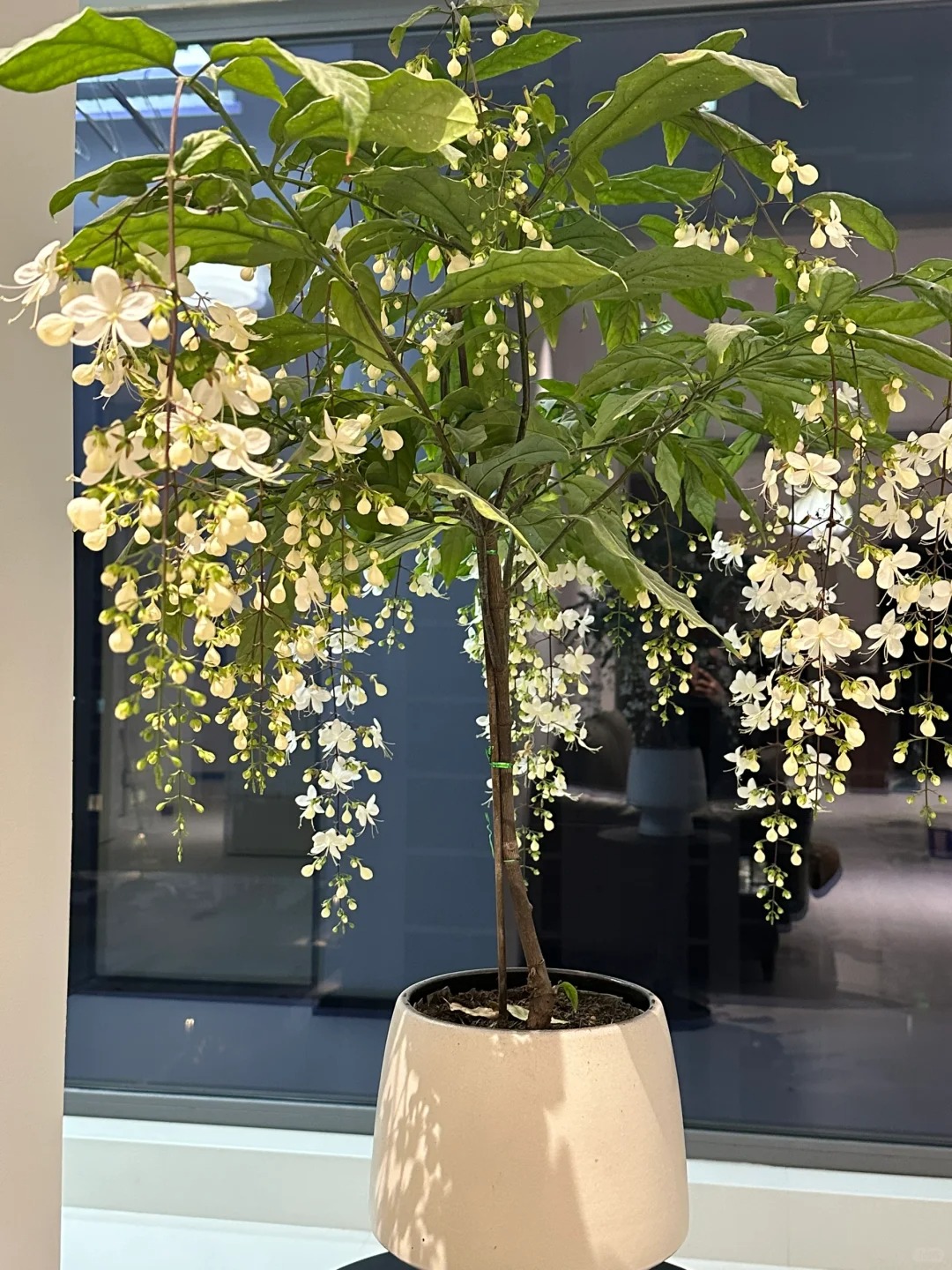 💐Du bist mein lebenslanger Jasminblütensamen