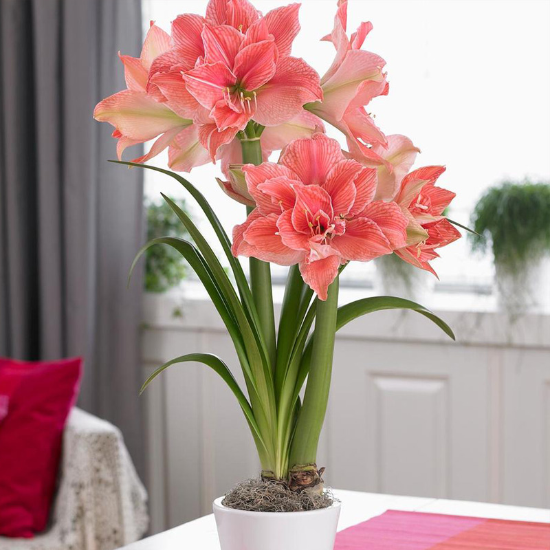Amaryllis Bulbs