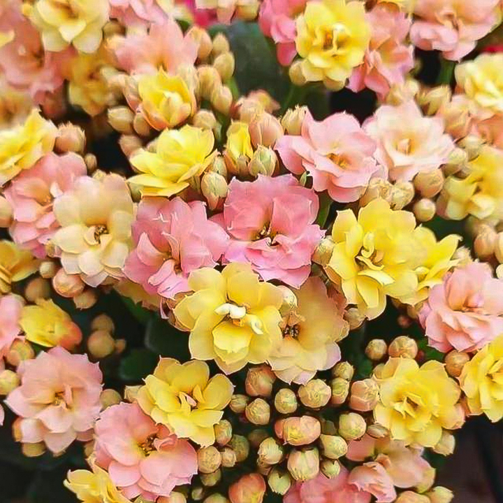 Rare Double Kalanchoe - Four Seasons Flowering
