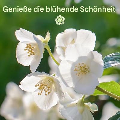 🏆 Über 50.000 verkauft! 🌿❄️ FrostCharm Jasmin-Samen – Winterpflanzung, mehrjährige Blüten und duftende Garten-Eleganz 🌸