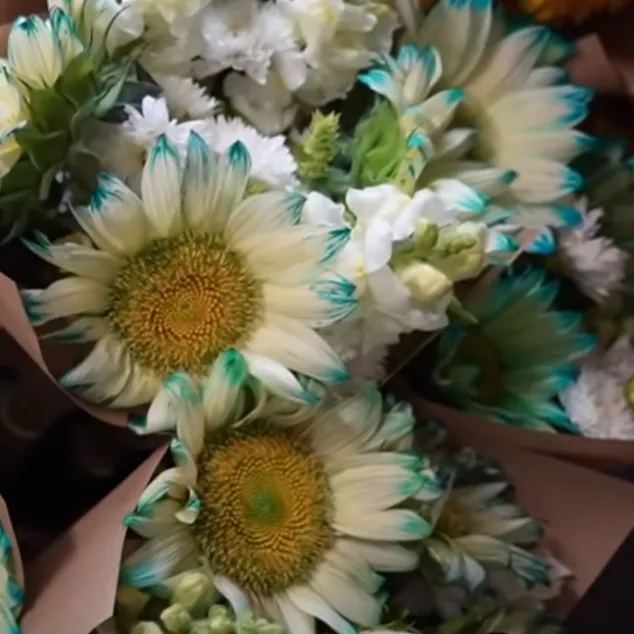 🎉Hot Sell🎉Blue Lace Sonnenblumenkerne🌻💙🌼