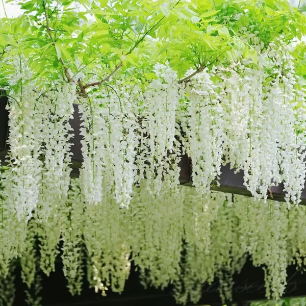 🌸WISTERIA - THE GARDEN’S CASCADING BEAUTY ALL YEAR ROUND