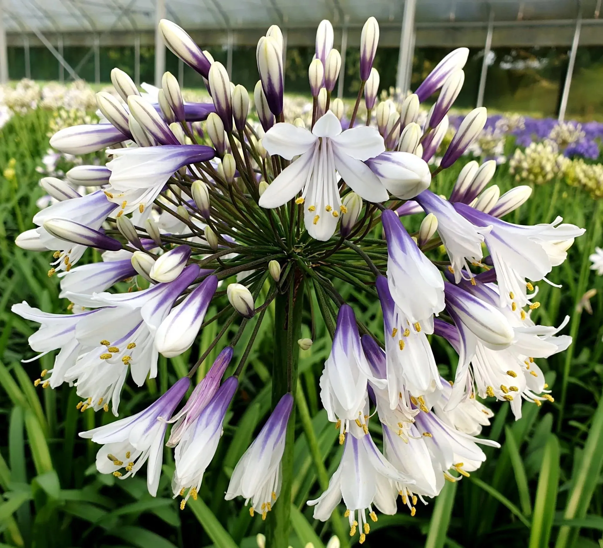 🔥🔥Agapanthus africanus 'Rosa'