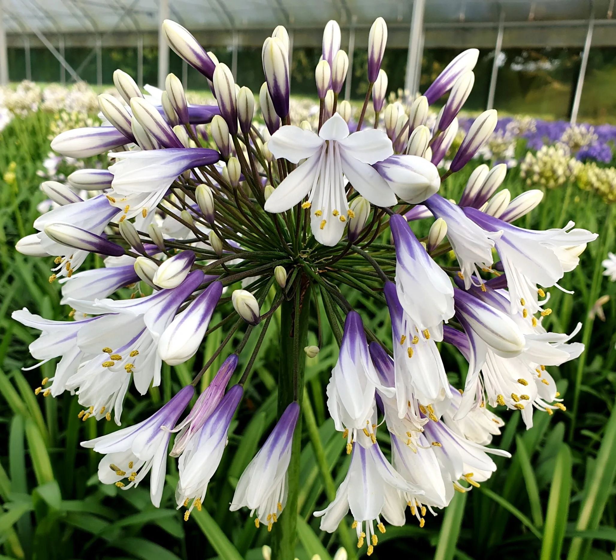 Agapanthus africanus 'Fireworks'