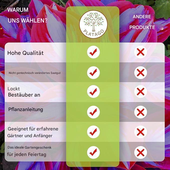 Rainbow Haze Pflanzensamen