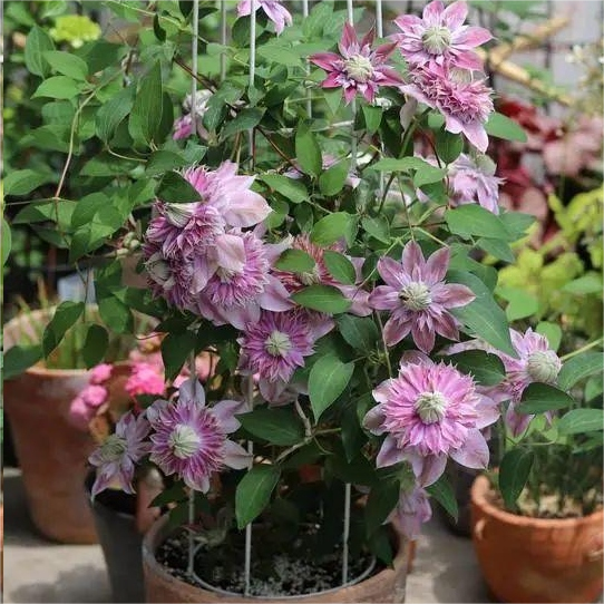 BIS ZU 60 % RABATT💥CLEMATIS TAIGA-SAMEN